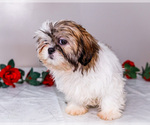 Small #4 Shih Tzu