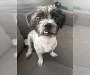 Maltese-Unknown Mix Dogs for adoption in St. Louis Park, MN, USA