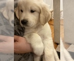 Puppy 3 English Cream Golden Retriever