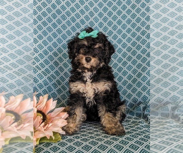 Medium Photo #2 Miniature Bernedoodle-Poodle (Miniature) Mix Puppy For Sale in OXFORD, PA, USA