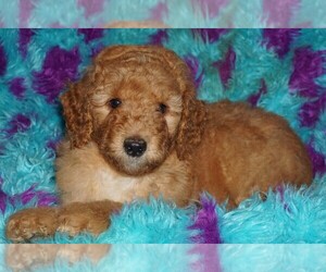 Labradoodle Puppy for sale in LA HABRA, CA, USA