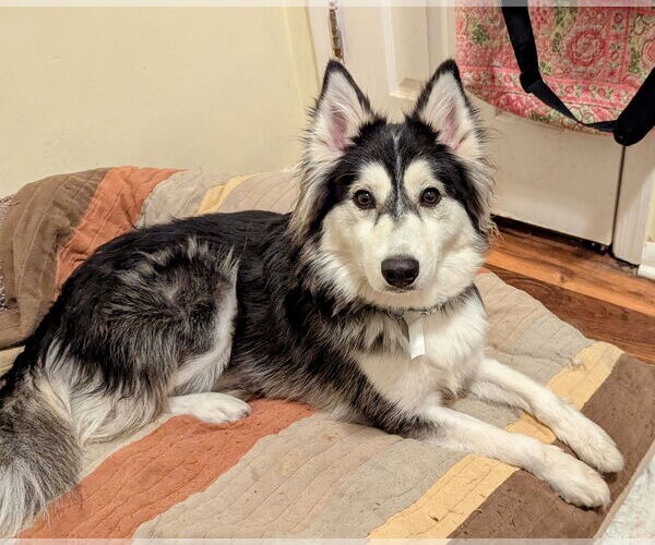 Medium Photo #16 Huskies -Unknown Mix Puppy For Sale in Oakhurst, NJ, USA