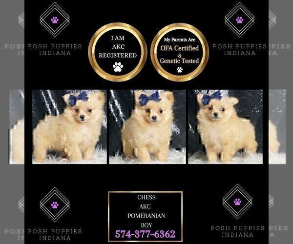 Medium Photo #59 Pomeranian Puppy For Sale in WARSAW, IN, USA