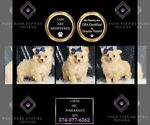 Small Photo #59 Pomeranian Puppy For Sale in WARSAW, IN, USA