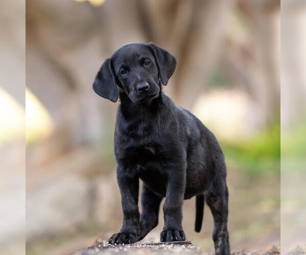 Medium Photo #2 Labrador Retriever-Unknown Mix Puppy For Sale in San Diego, CA, USA