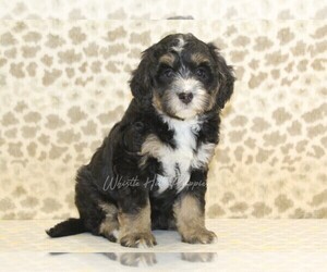 Miniature Bernedoodle Puppy for Sale in DENVER, Pennsylvania USA