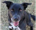 Bella - Female Border Collie-Unknown Mix Dog for Adoption - Small photo