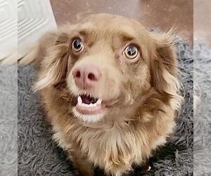 Chiweenie Dogs for adoption in Texarkana, TX, USA