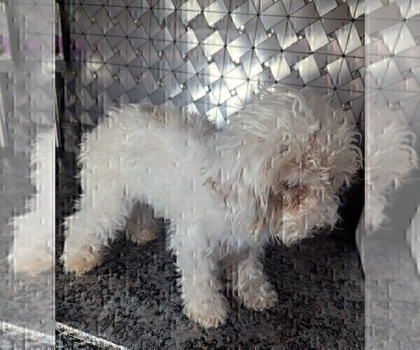 Medium Photo #3 Poodle (Toy) Puppy For Sale in GOSHEN, IN, USA