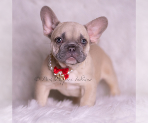Medium French Bulldog