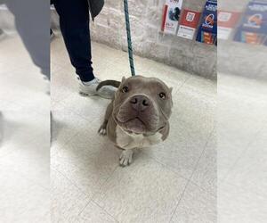 Staffordshire Bull Terrier Dogs for adoption in Sugar Land, TX, USA