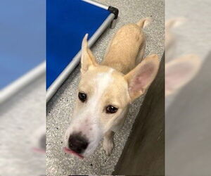 Siberian Husky-Unknown Mix Dogs for adoption in Lodi, CA, USA