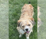 Small #2 Border Terrier Mix