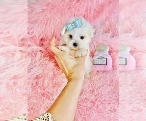 Maltese Puppy for sale in TAMPA, FL, USA
