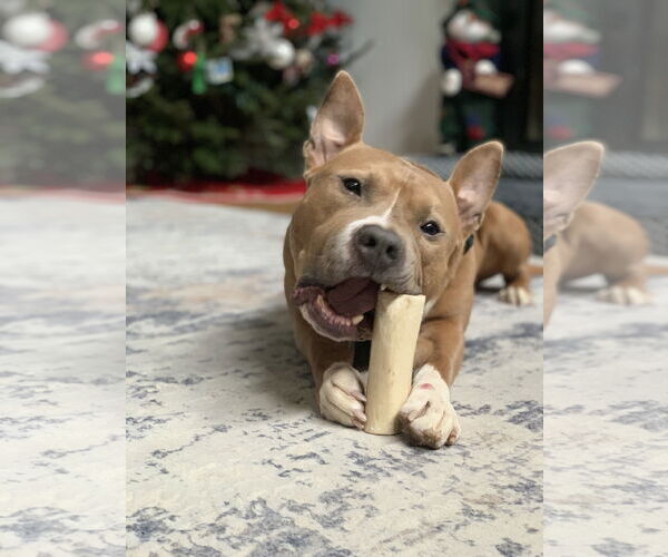 Medium Photo #1 Mutt Puppy For Sale in Holly Springs, NC, USA