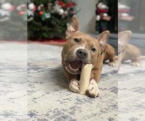 Mutt Dogs for adoption in Holly Springs, NC, USA