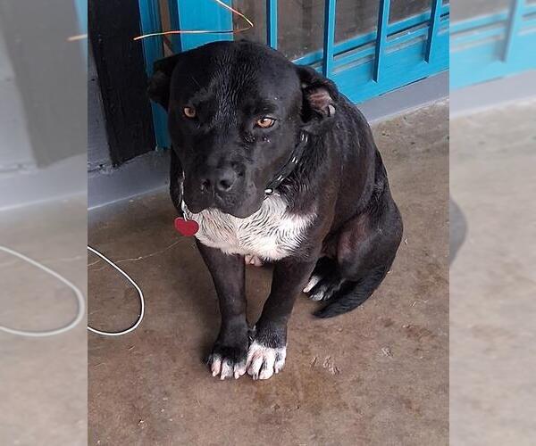 Medium Photo #1 American Staffordshire Terrier Puppy For Sale in San Antonio, TX, USA