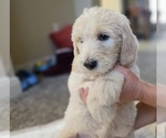 Small #13 Goldendoodle