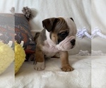 Small Photo #13 English Bulldog Puppy For Sale in JOHNS ISLAND, SC, USA