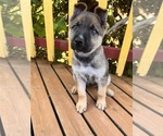 Puppy Puppy 8 German Shepherd Dog