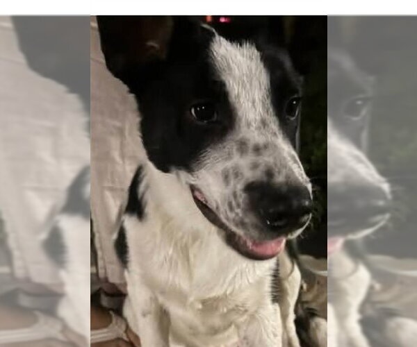 Medium Photo #1 Border Collie-Unknown Mix Puppy For Sale in Lodi, CA, USA