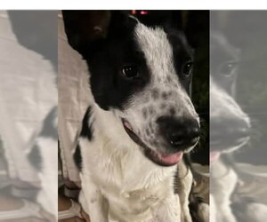 Border Collie-Unknown Mix Dogs for adoption in Lodi, CA, USA
