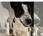 STETSON - Male Border Collie-Unknown Mix Dog for Adoption - Small photo
