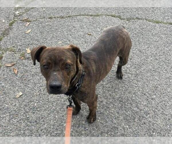 Medium Photo #1 Mutt Puppy For Sale in Martinez, CA, USA