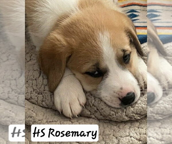Medium Photo #2 Great Pyrenees-Unknown Mix Puppy For Sale in Foristell, MO, USA