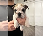 Small Photo #20 English Bulldog Puppy For Sale in WEEKI WACHEE, FL, USA