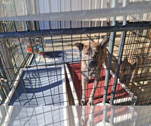 Medium Photo #6 - Mix Puppy For Sale in Sebec, ME, USA