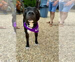 Small #9 American Pit Bull Terrier