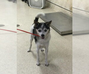 Chihuahua Dogs for adoption in Riverside, CA, USA