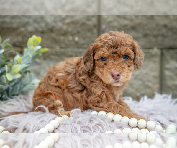 Medium Photo #15 Poodle (Miniature) Puppy For Sale in WOLCOTTVILLE, IN, USA