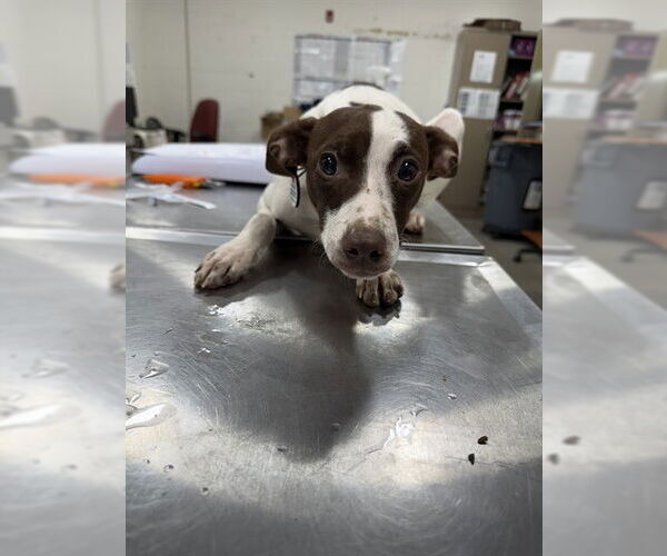 Medium Photo #1 Unknown-Whippet Mix Puppy For Sale in Forestville, MD, USA