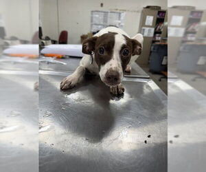 Unknown-Whippet Mix Dogs for adoption in Forestville, MD, USA