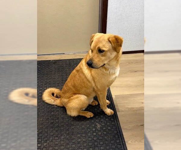 Medium Photo #4 Labrador Retriever-Unknown Mix Puppy For Sale in Winter Park, CO, USA