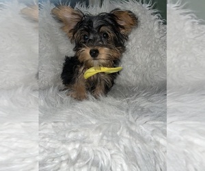 Yorkshire Terrier Puppy for sale in BEECH GROVE, IN, USA