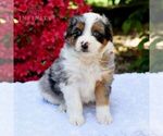 Small #1 Aussiedoodle Miniature 