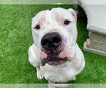 Small Argentinian Mastiff Mix
