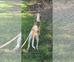 Small #5 Mutt