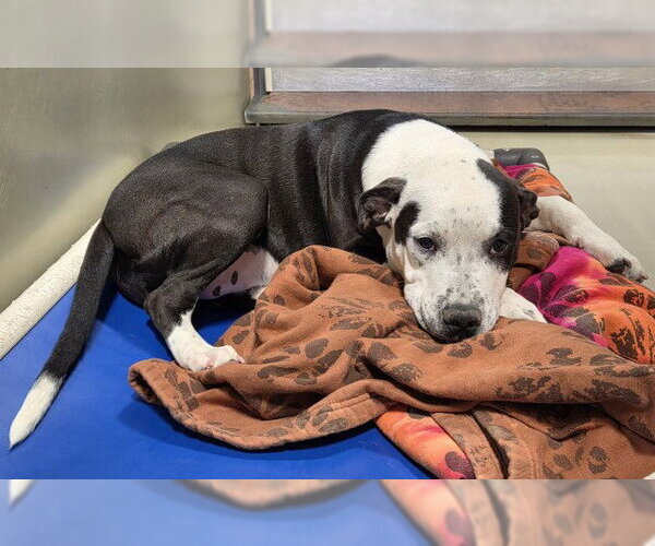 Medium Photo #1 American Staffordshire Terrier-Unknown Mix Puppy For Sale in Bakersfield, CA, USA