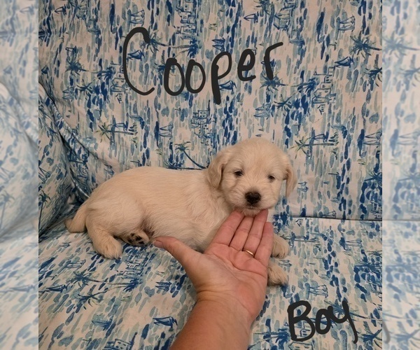Medium Photo #35 Chizer Puppy For Sale in MONTEZUMA, GA, USA