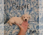 Small #34 Chizer