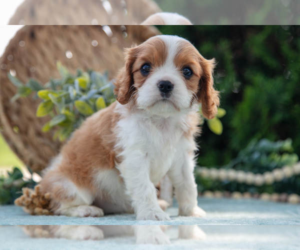 Medium Photo #5 Cavalier King Charles Spaniel Puppy For Sale in GOSHEN, IN, USA