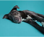 Small #18 American Staffordshire Terrier-Labrador Retriever Mix