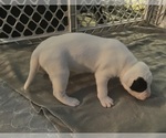 Small #1 American Pit Bull Terrier