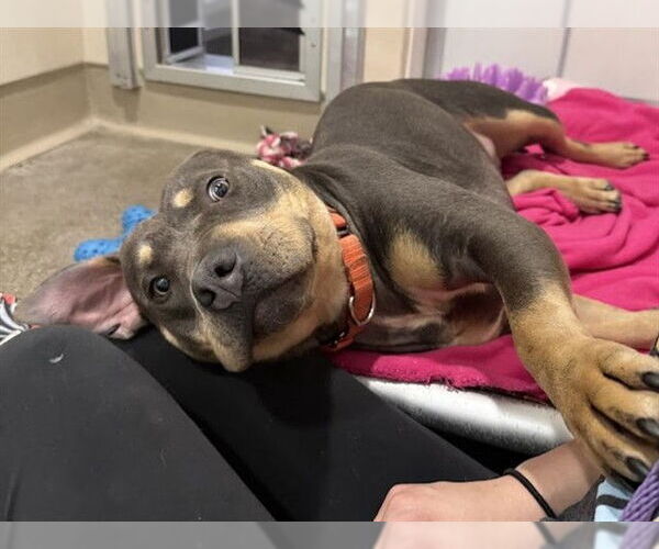 Medium Photo #2 American Pit Bull Terrier Puppy For Sale in Berkeley , CA, USA