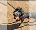 Small #1 Goldendoodle