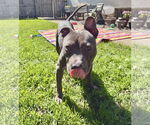Small #9 American Staffordshire Terrier-Labrador Retriever Mix